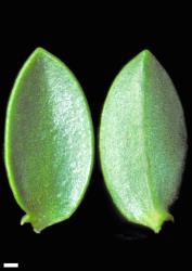 Veronica baylyi. Leaf surfaces, adaxial (left) and abaxial (right). Scale = 1 mm.
 Image: W.M. Malcolm © Te Papa CC-BY-NC 3.0 NZ